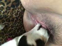 Dog gets to eat his owner who is a really sexy MILF with a hairy pussy